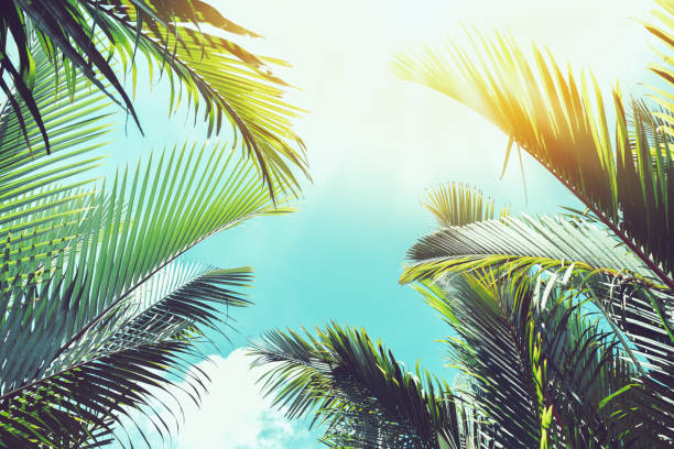 istock Tropical palm tree with sun light on sunset sky and cloud abstract background. 1326288936