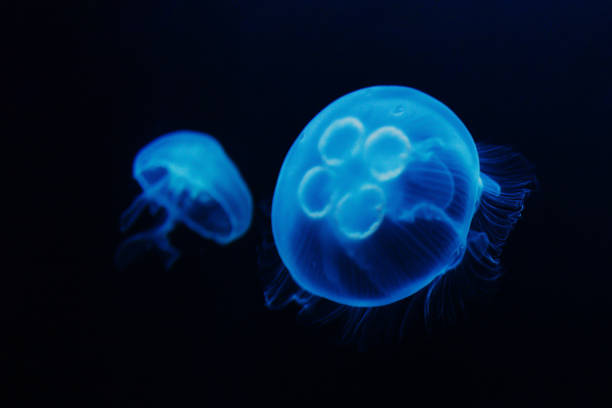 istock 2 Jelly fishes 1326288971