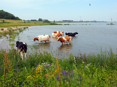 Cows are having a cooling down in the river the Waal near Zaltbommel on a hot summer day, Netherlands