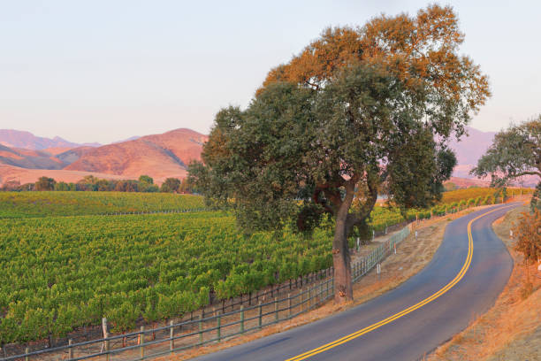 istock Vineyard Landscape - Autumn 1326289201