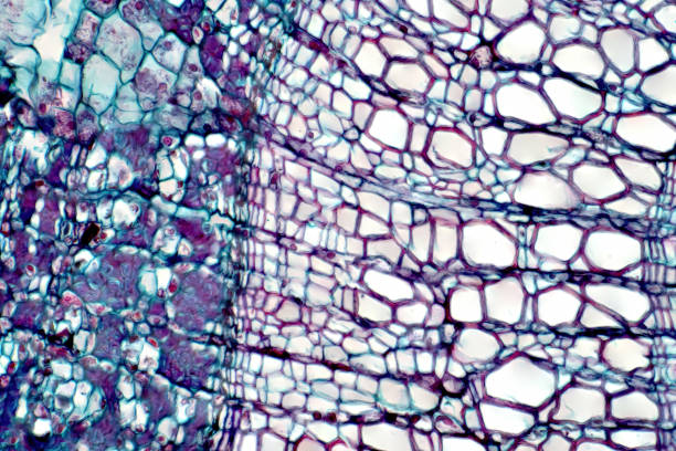 Xylem is a type of tissue in vascular plants that transports water and some nutrients. Scientific research. Plant tissue Structure. Cross section - Xylem is a type of tissue in vascular plants that transports water and some nutrients. Scientific research. Plant tissue Structure. cambium photos stock pictures, royalty-free photos & images