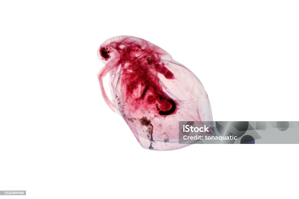 Water Fly Microscope Water Flea Under Light Microscope View For Biology Education Stock ...