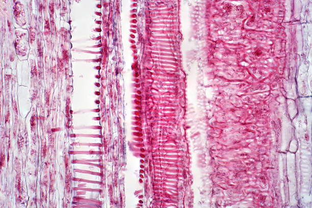 istock Long sectionplant vascular tissue under the light microscope view for education. 1326289490
