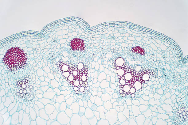 istock Dicot plants stem show plant vascular tissue under light microscope view for botany education. 1326289492