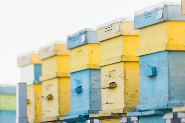 Honey bees swarming wooden beehive boxes