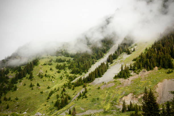 Black Sea Rize Elevit Plate Pine Trees and Sis, Turkey, Highland View