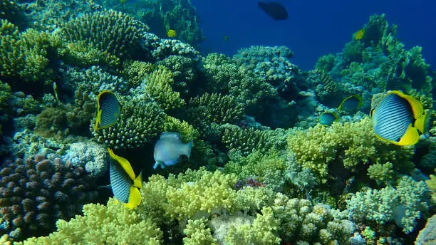 Blackback butterflyfish or black-backed butterflyfish (Chaetodon melannotus) undersea, Red Sea, Egypt, Sharm El Sheikh, Nabq Bay