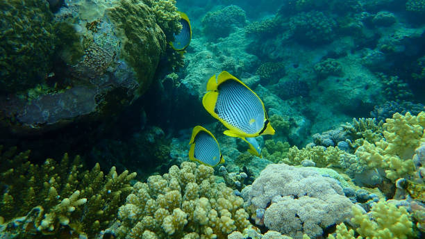 istock Blackback butterflyfish or black-backed butterflyfish (Chaetodon melannotus) undersea, Red Sea 1326291506