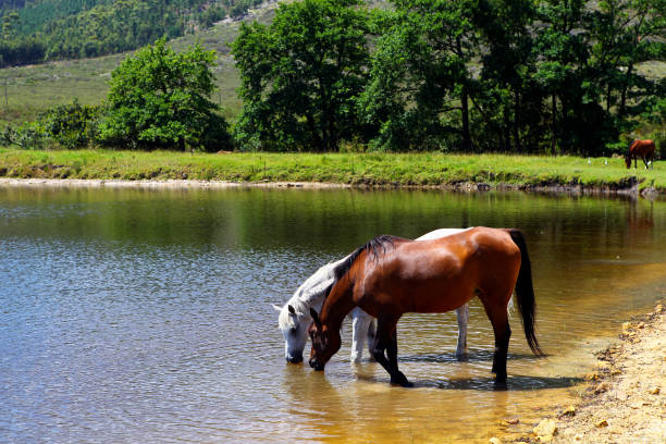 Two Arabian horses drinking water in a dam near Franschhoek, South Africa.
