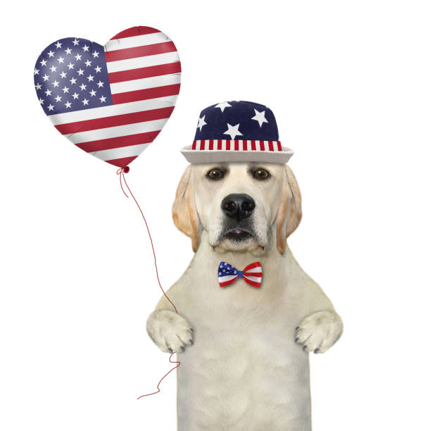 istock Dog labrador holds usa flag balloon 1326291750