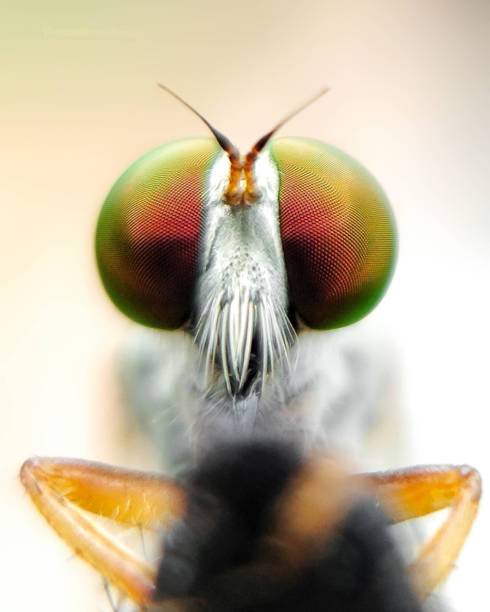 istock macro photography of an insect 1326293009