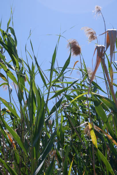 istock close up shot in field with blue sky view 1326293017