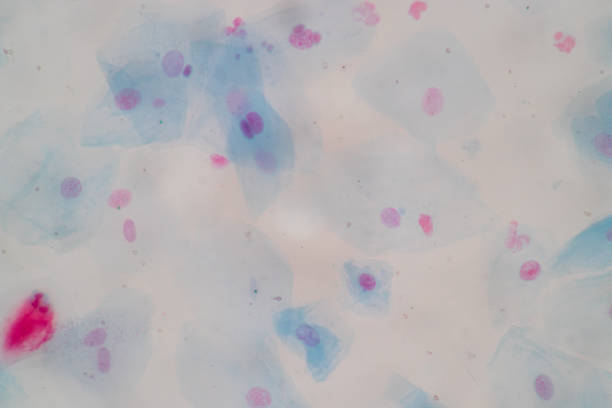 istock Characteristics of anatomy and Histological sample Squamous epithelial cells under microscope, Human and isolated Cell. 1326293220