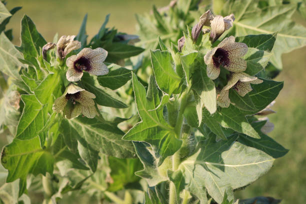 Black henbane (Hyoscyamus niger), a flowering poisonous plant containing alkaloids.
