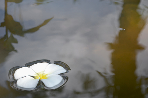 a close-up photo of white and yellow flower of Plumeria or Frangipani on calm and clear water. White flower background