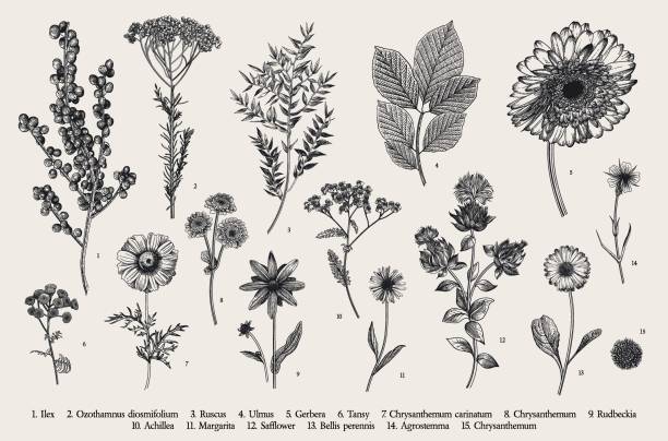 illustrations, cliparts, dessins animés et icônes de fleurs, baies et feuilles d’automne - yarrow