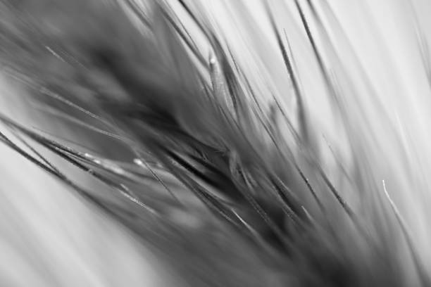 close-up black and white couch grass detail