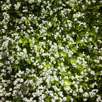Flowering woodruff (Galium odoratum) somewhere in Denmark.