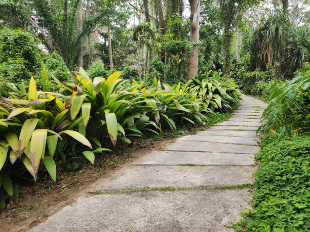 istock A road running through a tropical forest plantation 1326296854