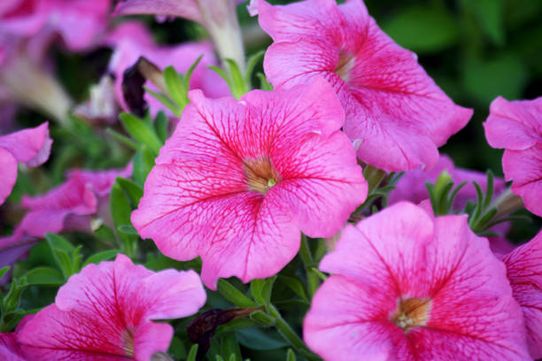istock Beautiful flowers on beautiful blurred background Delicate floral background, soft focus selection. 1326296923