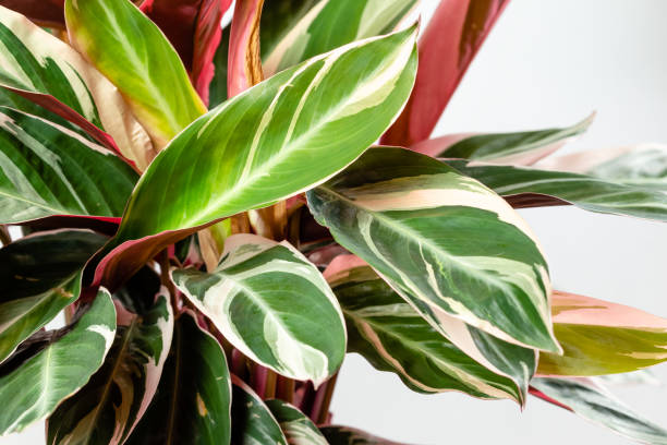 Calathea Stromanthe Triostar plant on white Close up of Exotic Calathea Stromanthe Sanguinea Triostar or Tricolor plant leaves with white variegation spot pattern on top and dark pink leaf bottom calathea photos stock pictures, royalty-free photos & images