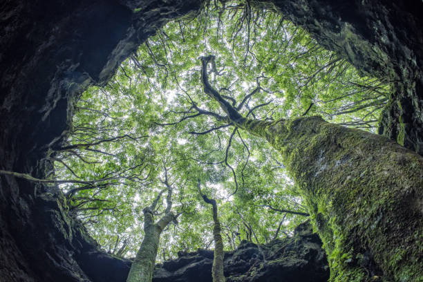 tree inside Pico island gruta das torres lava tunnels view