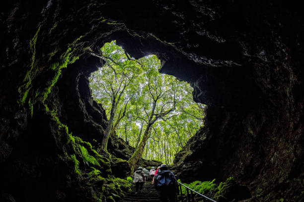 tree inside Pico island gruta das torres lava tunnels view