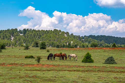 Green meadow,grazing horses,woody hill in the background with sky with clouds