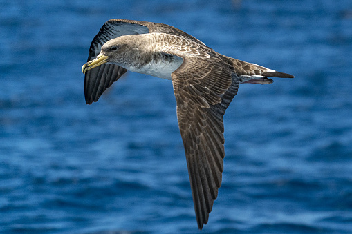Cory's shearwater bird flying over the blue atlantic ocean