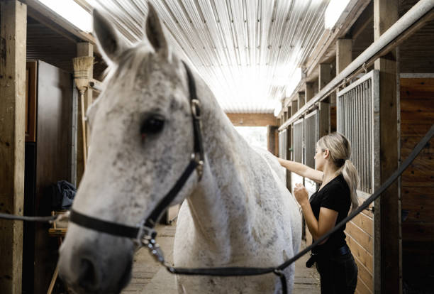 istock Young female trainer prepping her horse 1326299206