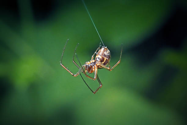 linyphiidae zwergspinne - spider stock-fotos und bilder
