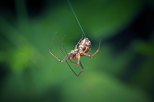 Linyphiidae Dwarf Spider