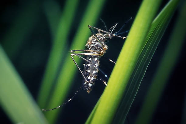 aedes japonicus asian bush mosquito insekt - krankheitsvektor stock-fotos und bilder