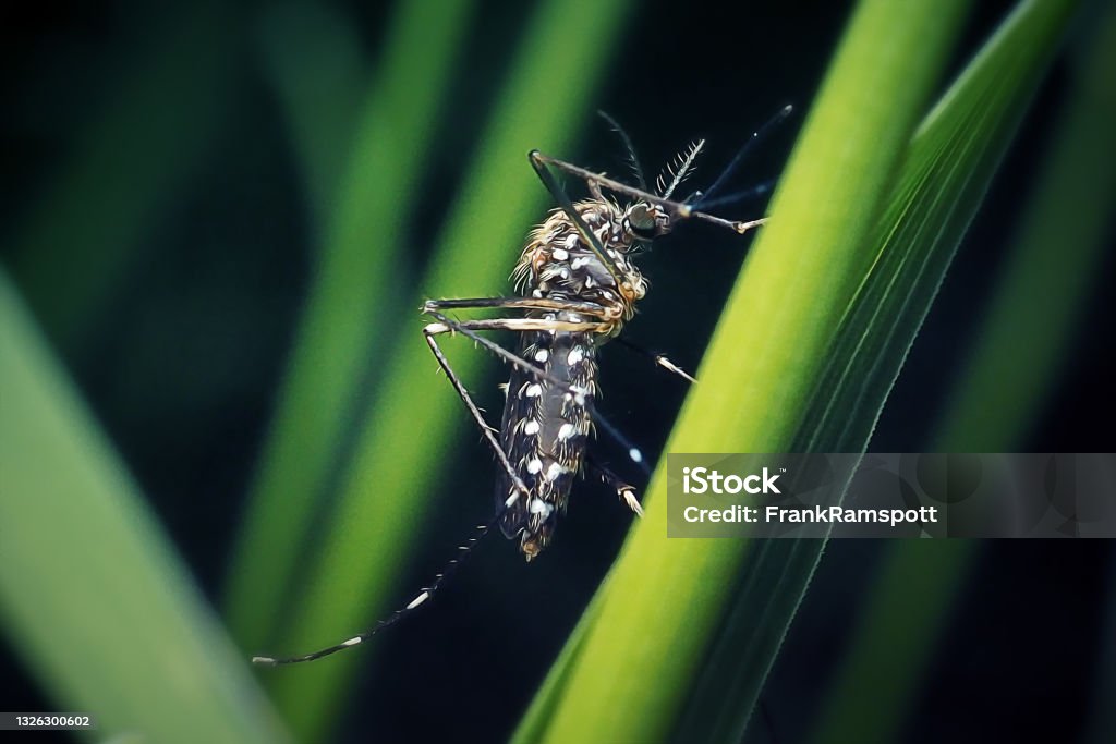 Aedes japonicus Asian Bush Mosquito Insect Aedes japonicus Asian Bush Mosquito Insect. Digitally Enhanced Photograph. Mosquito Stock Photo