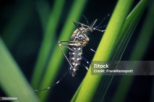 Aedes Japonicus Asian Bush Mosquito Insect Stock Photo - Download Image Now - Mosquito, Aedes Mosquito, Close-up