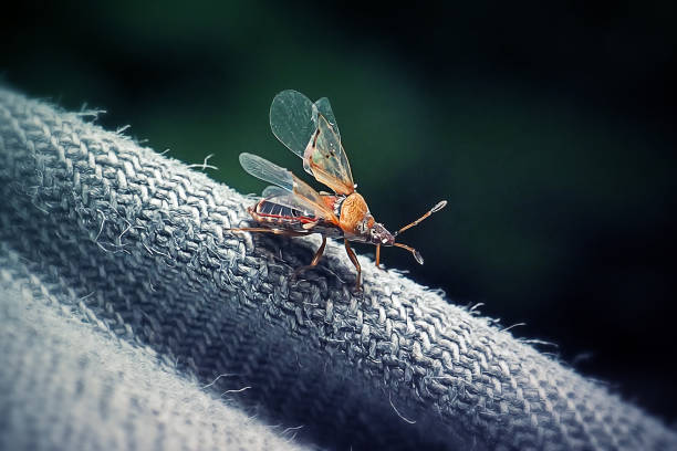 Kleidocerys resedae Birch Catkin Bug Insect. Digitally Enhanced Photograph.
