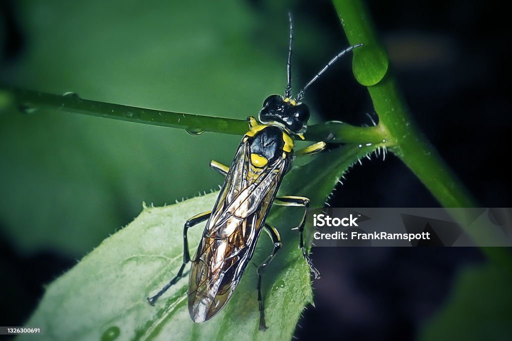 Tenthredinidae Black And Yellow Sawfly Insect Tenthredinidae Black And Yellow Sawfly Insect. Digitally Enhanced Photograph. Sawfly Stock Photo