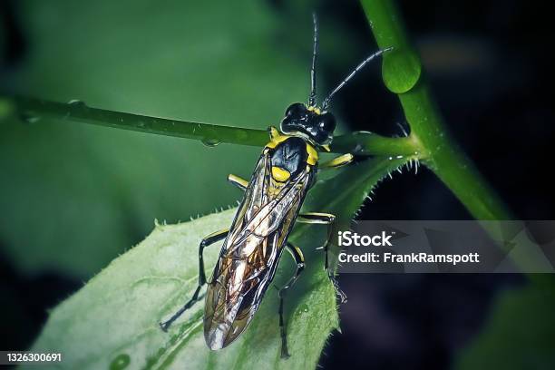 Tenthredinidae Black And Yellow Sawfly Insect Stock Photo - Download Image Now - Sawfly, Animal, Animal Body Part