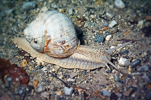 Helix pomatia Helicidae Roman Snail. Digitally Enhanced Photograph.