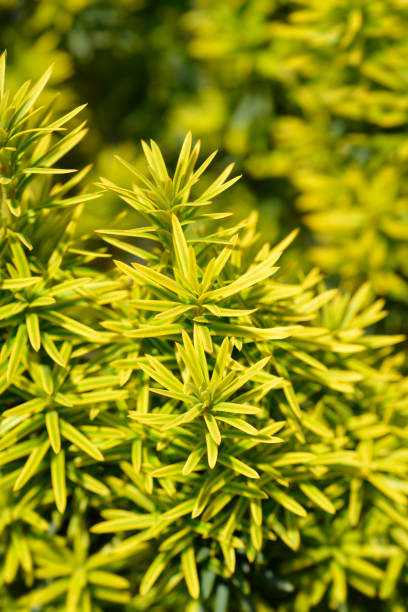 Irish Yew Fastigiata Irish Yew Fastigiata - Latin name - Taxus baccata Fastigiata taxus baccata fastigiata stock pictures, royalty-free photos & images