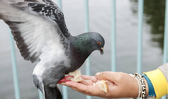 istock Pigeon st James park London England 1326301663