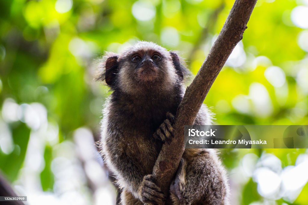 marmoset marmoset climbing a branch Animal Stock Photo