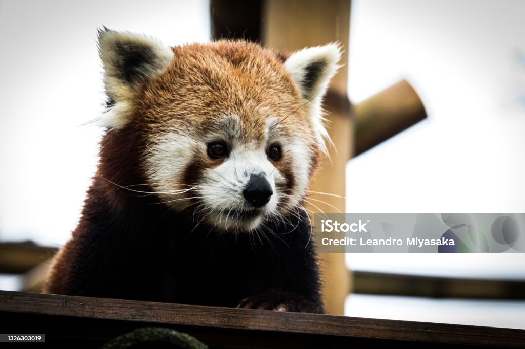 red panda staring Red Panda staring Animal Stock Photo