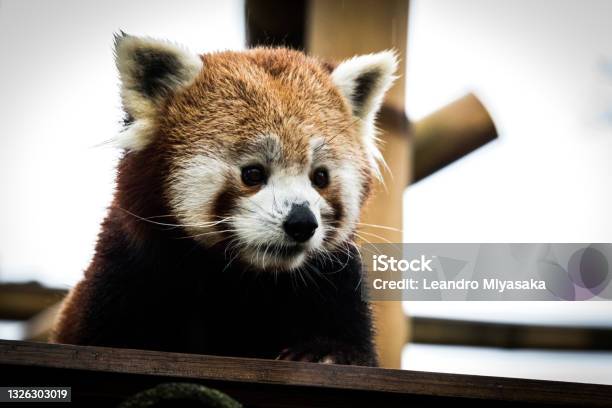Red Panda Staring Stock Photo - Download Image Now - Animal, Animal Behavior, Animal Themes