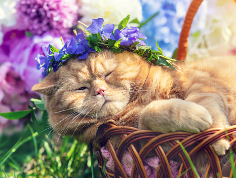 Cute ginger British shorthair cat relaxing in a basket near flowers on the grass in spring. The cat wearing a periwinkle crown lying in the garden