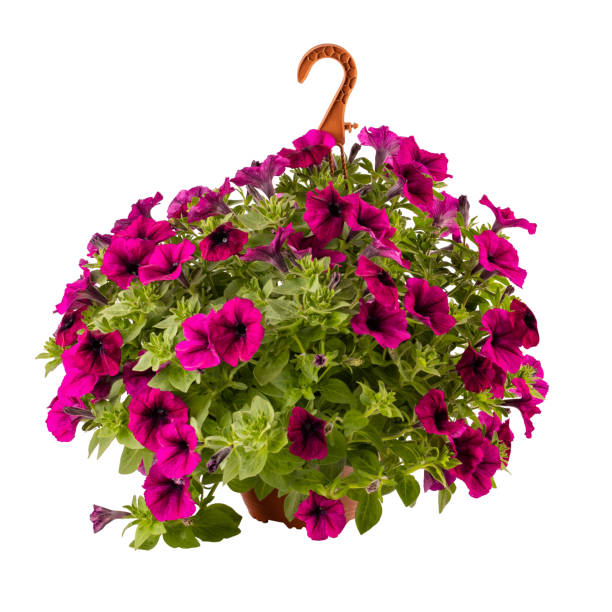 istock Calibrachoa or bell flower 1326306837