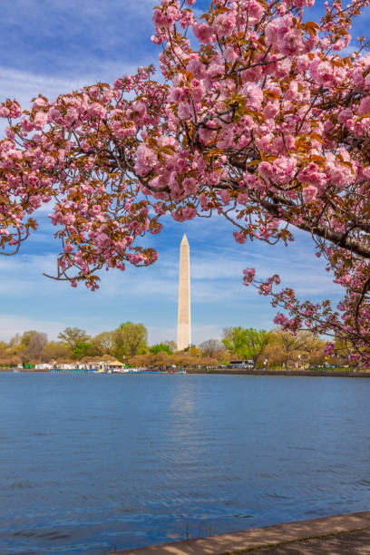 アメリカワシントンdcの前景にある桜と潮汐盆地を横切って見たワシントン記念碑。 - cherry blossom cherry tree tree washington dc ストックフォトと画像