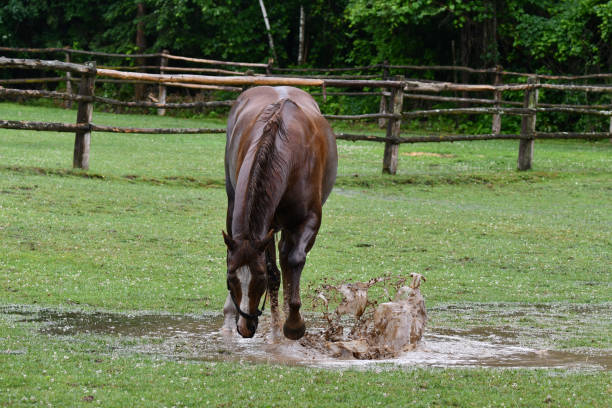 horizontal close-up photo of a horse drinking water from a hose. The topic of animal care, equestrian sports and veterinary medicine