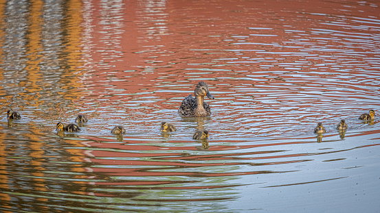 A family of mallard ducks in a pond in the boreal forest.