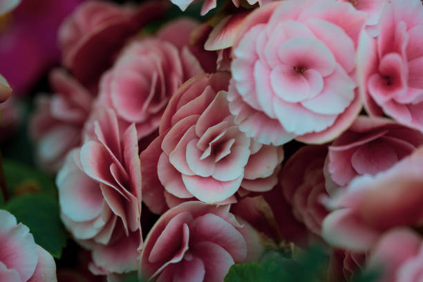 Bouquet of pink roses in the wild.
